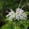 Monarda Schneewittchen - Monarda