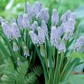 Muscari armeniacum Valerie Finnis