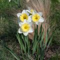 Narciso coronato Ice Follies