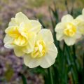 Narciso tazetta Yellow Cheerfulness