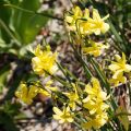 Narcissus triandrus Hawera