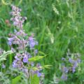 Nepeta grandiflora Wild Cat