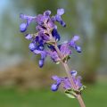 Nepeta racemosa Superba