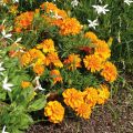 Tagetes patula Bonanza Orange - Tagete