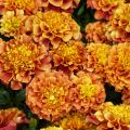 Tagetes patula Strawberry Blonde (semi)