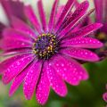 Osteospermum Dalina Bright Purple