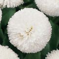 Bellis perennis Tasso White - Pratolina comune