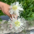 Passiflora (x) incarnata Snow Star