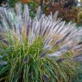 Pennisetum alopecuroïdes Red Head