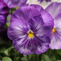 Viola Matrix F1 Lavender Shades