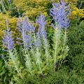 Perovskia atriplicifolia Blue Spire - Salvia russa