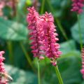 Persicaria amplexicaulis Taurus