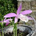 Pleione formosana (bulbi)