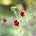 Potentilla atrosanguinea - Cinquefoglia