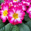 Primula Rambo F1 Pink Flame