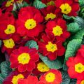 Primula Rambo F1 Scarlet