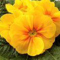 Primula Rambo F1 Yellow Gold