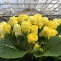 Primula Rosebud F1 Light yellow