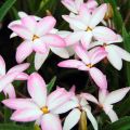 Rhodohypoxis Fairy Kisses