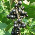 Ribes nero Andega