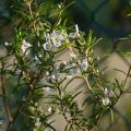 Rosmarinus officinalis Albiflorus - Rosmarino