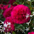 Rosa Sir John Betjeman