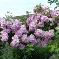 Rosa multiflora Blush Rambler