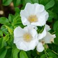 Rosa rugosa Alba