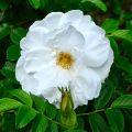 Rosa rugosa Blanc Double de Coubert