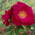 Rosa rugosa