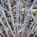 Rubus thibetanus Silver Fern - Rovo ornamentale