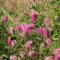 Sanguisorba officinalis Pink Tanna - Salvastrella maggiore