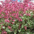 Salvia Wendy's Wish - Salvia arbustiva