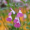 Salvia microphylla Pink Lips - Salvia arbustiva