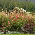 Salvia microphylla grahamii Hot Lips - Salvia arbustiva