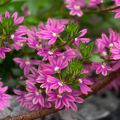 Scaevola aemula Deep Pink Touch