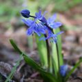 Scilla siberica - Falso giacinto