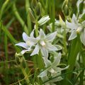 Scilla siberica Alba - Falso giacinto