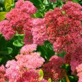 Sedum Herbstfreude