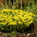 Sedum sexangulare - Borracina insipida