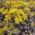 Sedum spathulifolium Purpureum