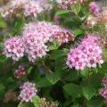 Spirea japonica Little Princess - Spirea del Giappone