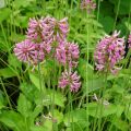 Stachys officinalis Pink Cotton Candy - Betonica comune