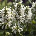 Stachys officinalis Alba - Betonica comune