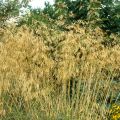 Stipa gigantea - Stipa gigante