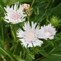 Stokesia laevis Alba