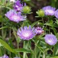 Stokesia laevis Blue Star