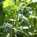 Symphytum azureum - Consolida blu