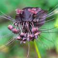 Tacca chantrieri - Fiore Pipistrello