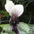 Tacca integrifolia Nivea - Fiore Pipistrello